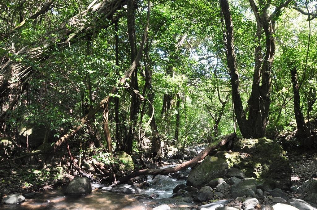 Mamallena Eco Lodge La Laguna de San Carlos Ngoại thất bức ảnh