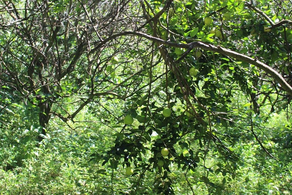 Mamallena Eco Lodge La Laguna de San Carlos Ngoại thất bức ảnh